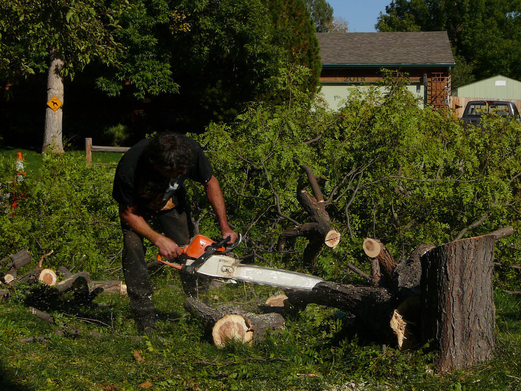 Tree Surgeon - Fairybush Landscaping