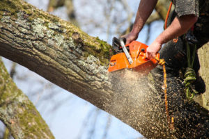 tree-surgeon