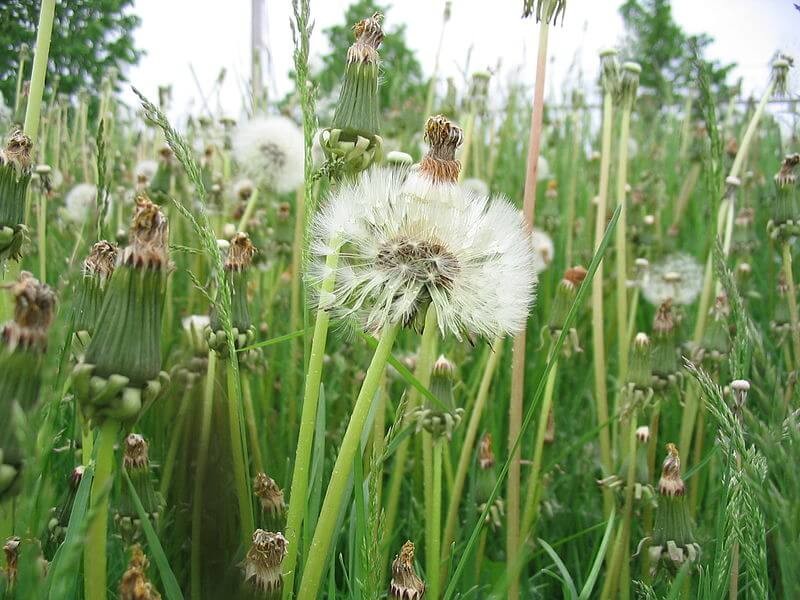 Lawns - Fairybush Landscaping