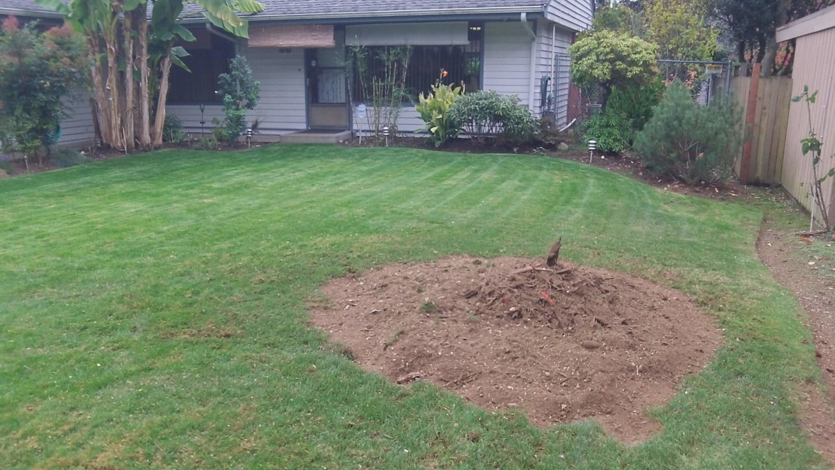 Trees - Fairybush Landscaping