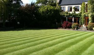 Fertilizing