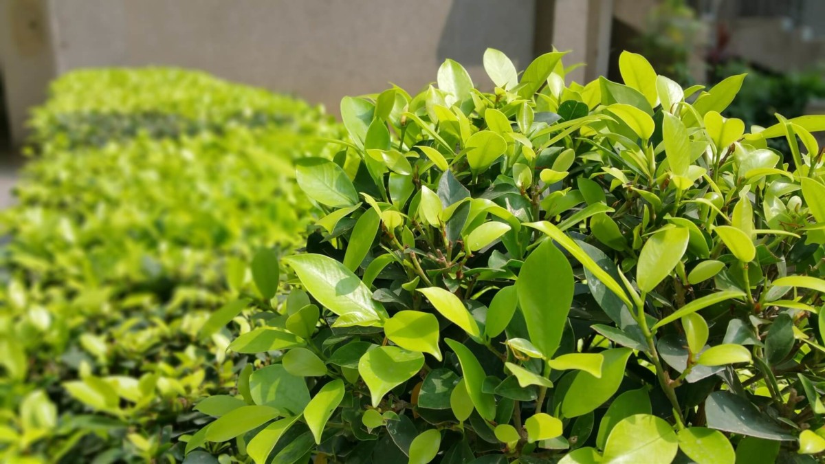 Planting and Shrub Beds - Fairybush Landscaping
