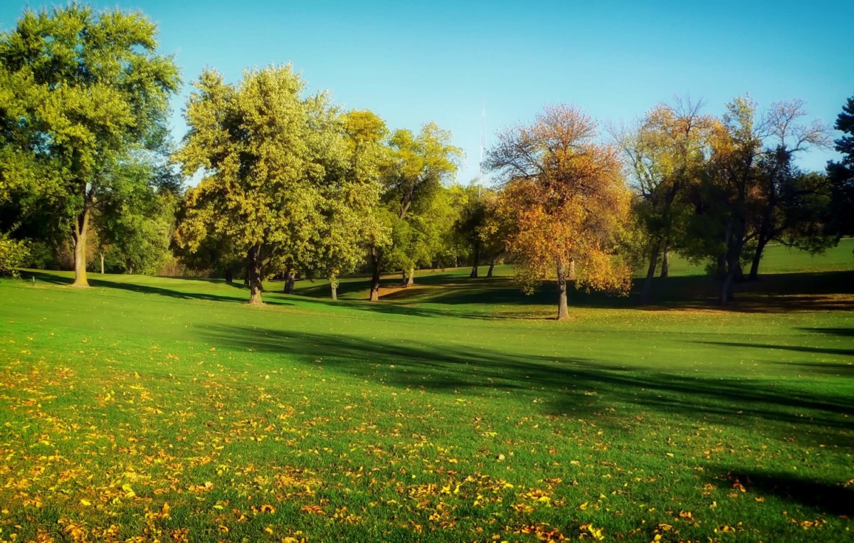 Trees - Tree Service - Fairybush Landscaping