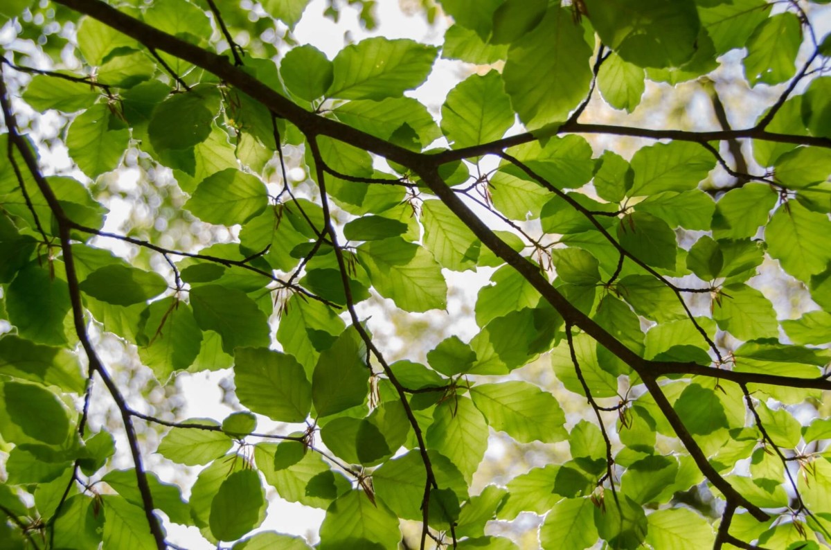 tree surgeon -
