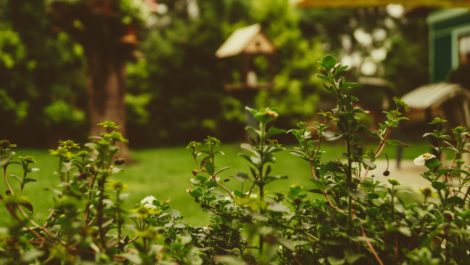 Garden Design