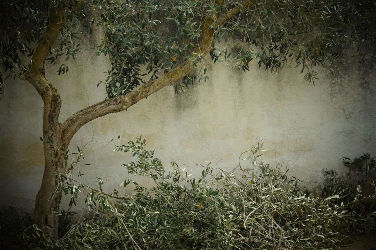 Tree Surgeon - Fairybush Landscaping