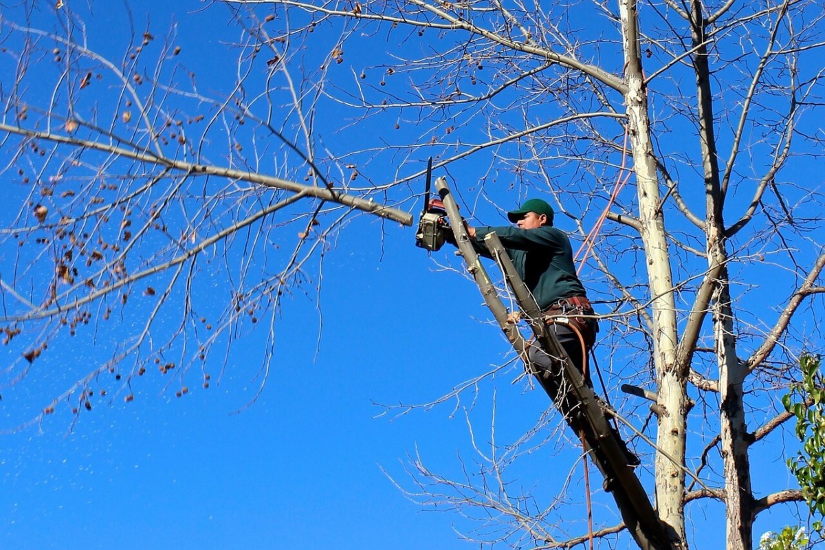 Tree Surgeon - Fairybush Landscaping